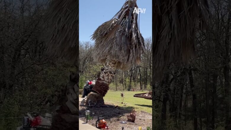 Do NOT hire me for your tree removal needs