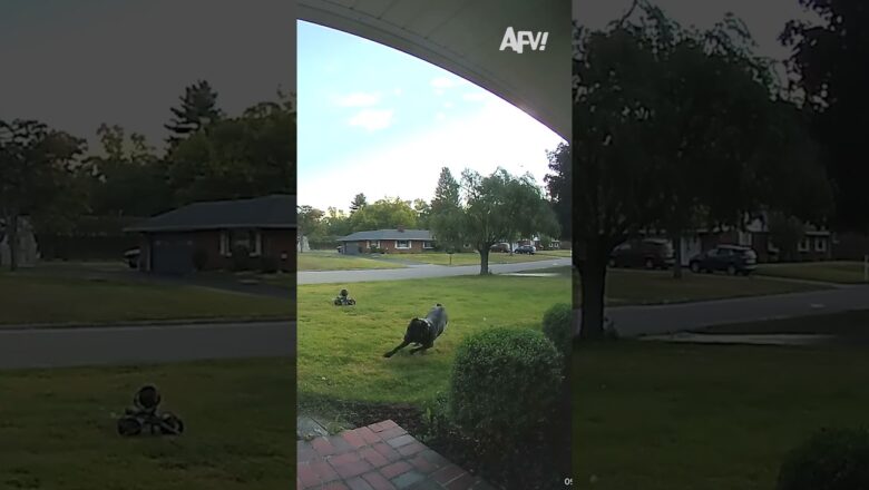 Front yard’s gonna be a bit dark tonight π
#afv #dogs #funny #shorts