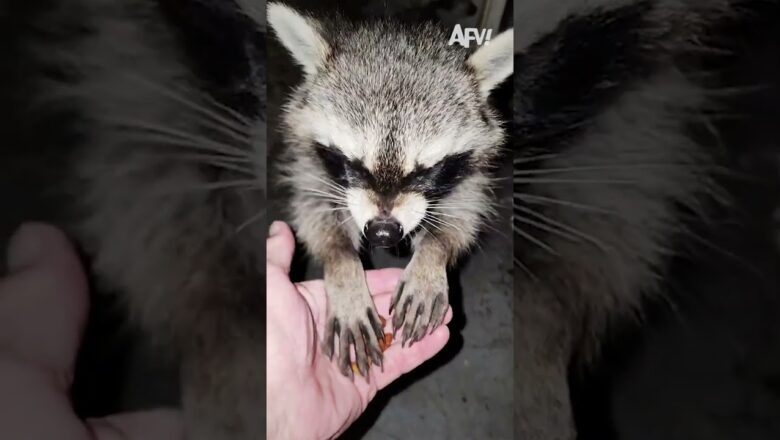 I accidentally adopted a horde of raccoons