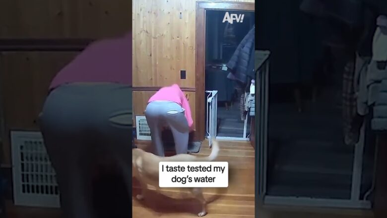I taste tested my dog’s water