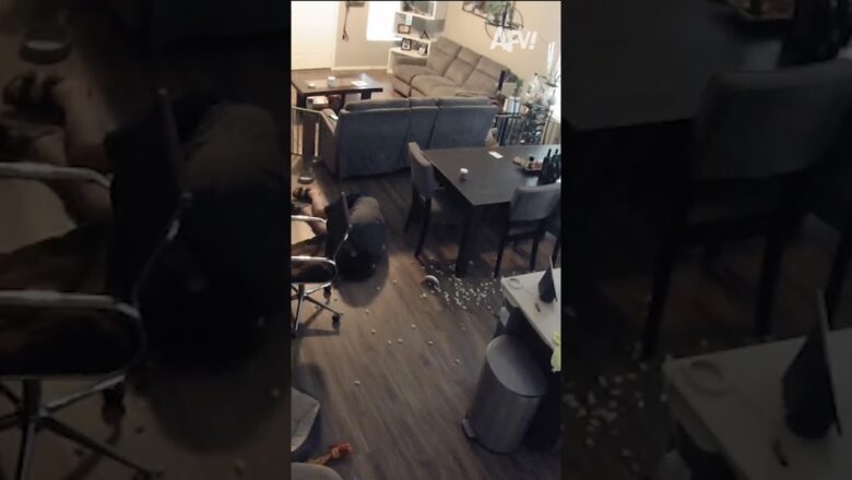My dog gate was more effective than I realized