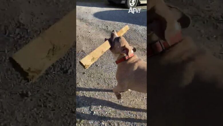 My dog REALLY wants to show you his new stick