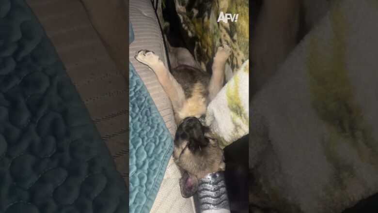 My dog will sleep anywhere ๐