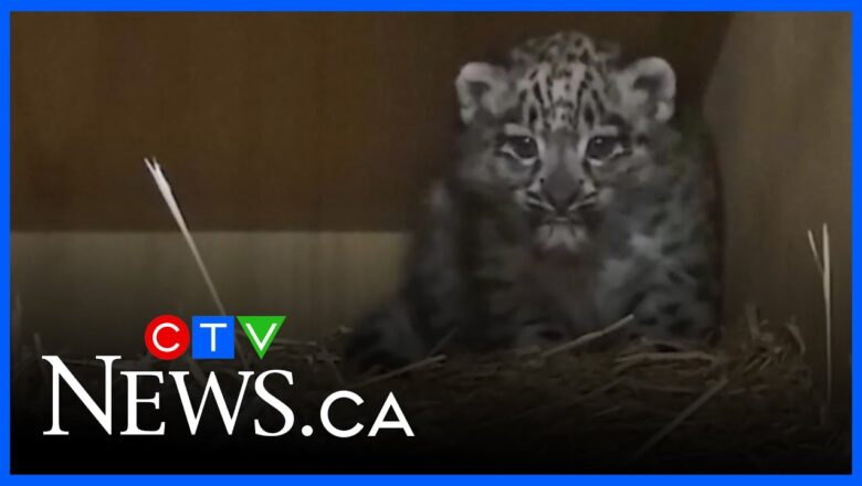 Rare snow leopard cub born at U.K. zoo to help save endangered species