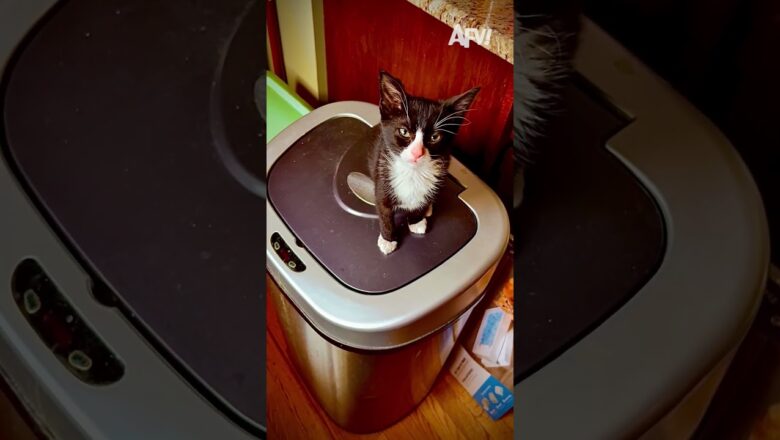 The world’s first environmentally conscious cat