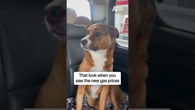 This dog has seen some things 😅 #afv #dogs #funny #shorts