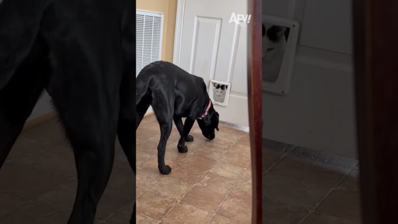 Wait till he notices the cat 😂😂😂