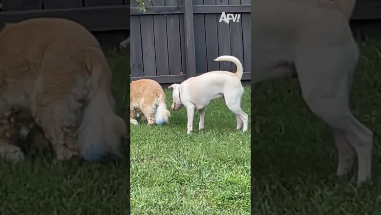 Where could it be? π€£ #afv #dogs #funny #shorts