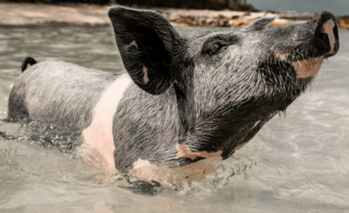 7 smartest animals in the world