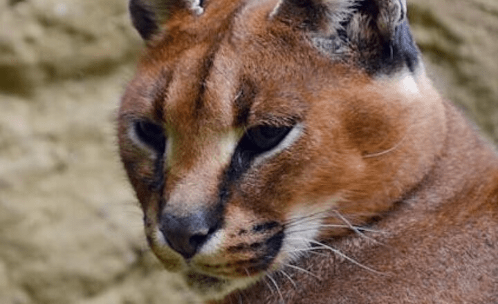 7 exotic animal species found only in India