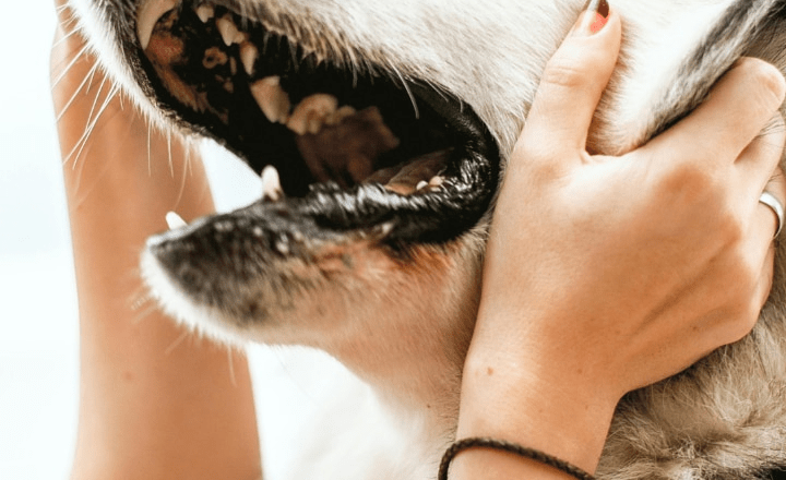 7 dog breeds that shouldn’t be kept as pets in India