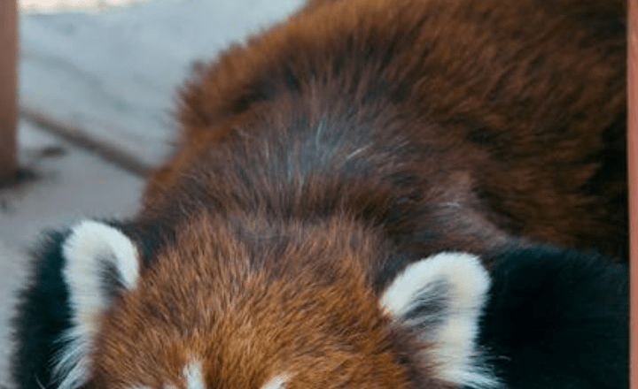 7 most adorable animals in the world