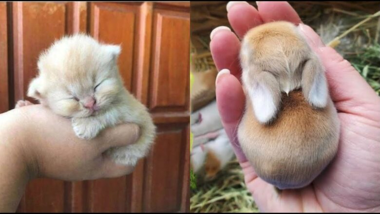 AWW Animals SOO Cute! Cute baby animals Videos Compilation cute moment of the animals #25 2025