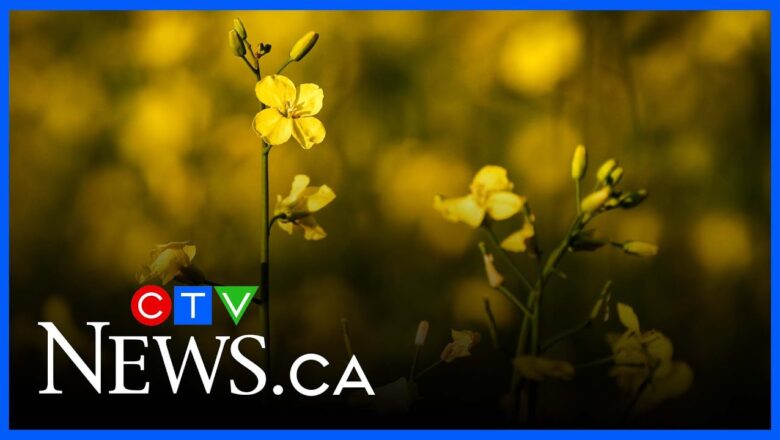 China slaps new duties on canola amid escalating trade spat with Canada