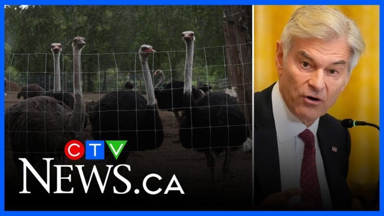 Dr. Oz teams up with U.S. billionaire in fight to save B.C. ostriches