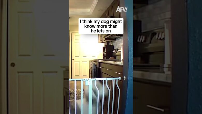 I think my dog might know more than he lets on