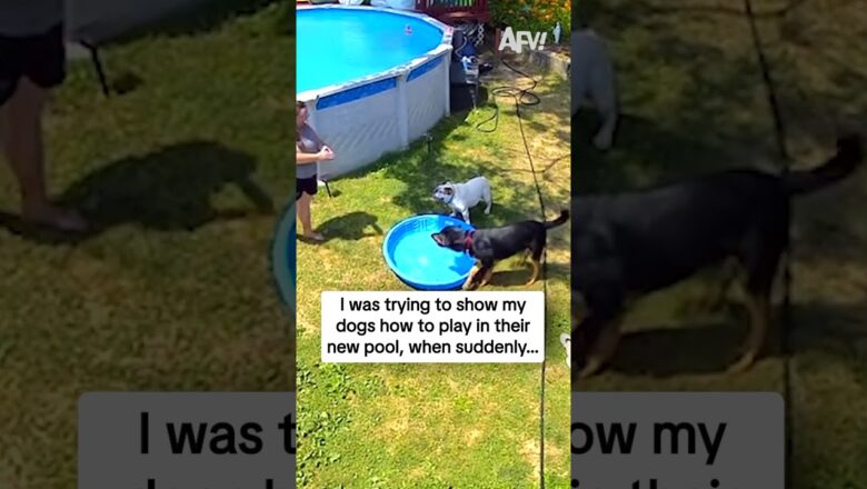 I was trying to show my dogs how to play in their new pool, when suddenly…