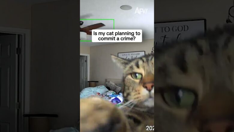 Is my cat planning to commit a crime?