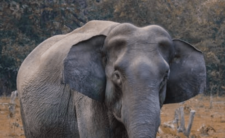 7 longest living animals on earth