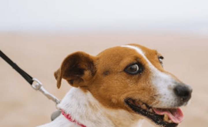 7 most loyal dog breeds