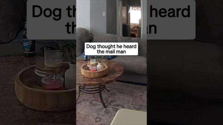 My dog thought he heard the mail man