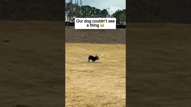 Our dog couldn’t see a thing  😂