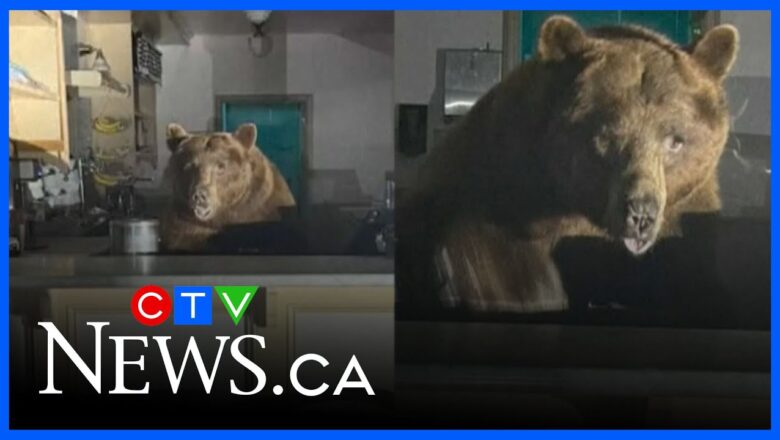 Police find bear behind counter of Calif. ice cream shop