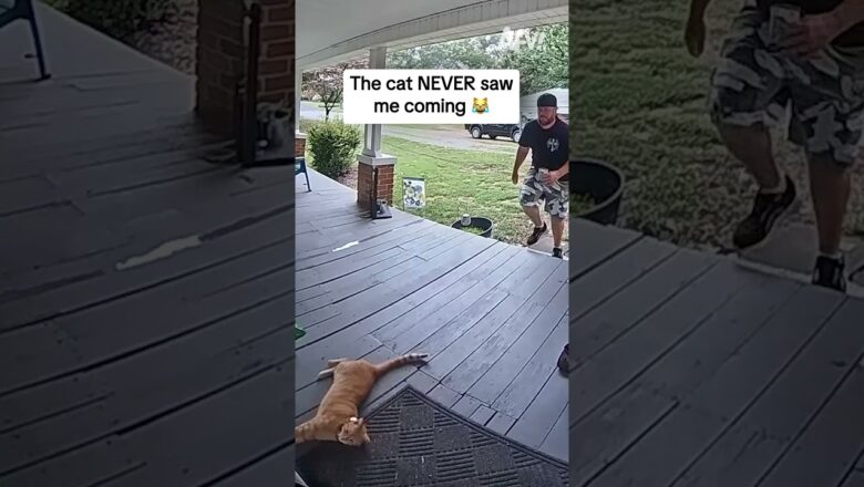 The cat NEVER saw me coming 😹