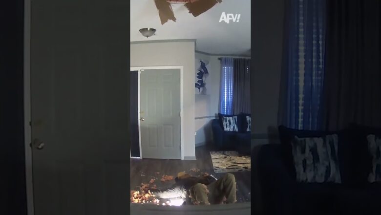 This guy was checking why the upstairs floor was creaking…