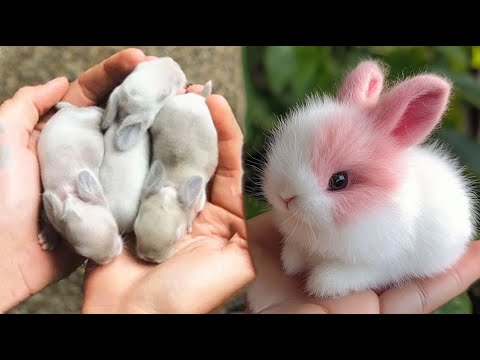 AWW Animals SOO Cute! Cute baby animals Videos Compilation cute moment of the animals #28 2025