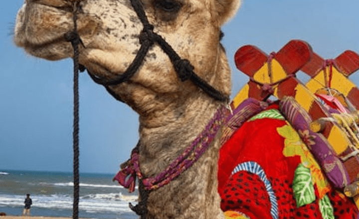 7 animals that can survive extreme climates