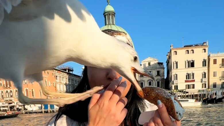 Chaos Caught on Camera | Best Fails of the Week 🤪