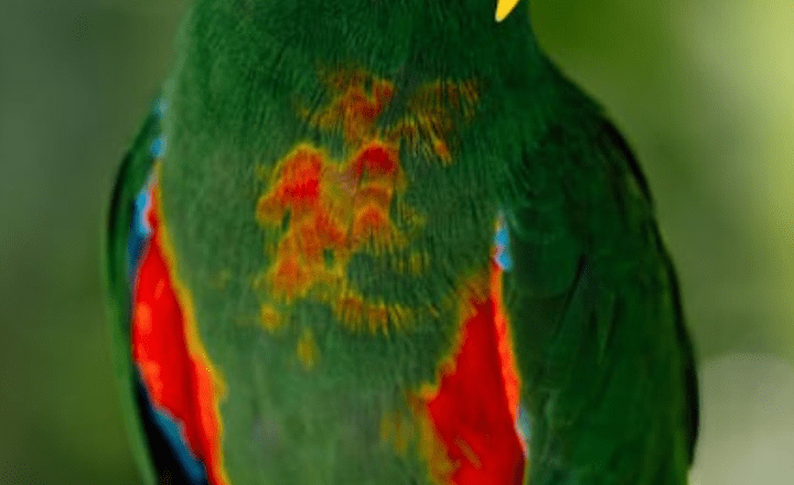7 most colorful animals you won't believe are real