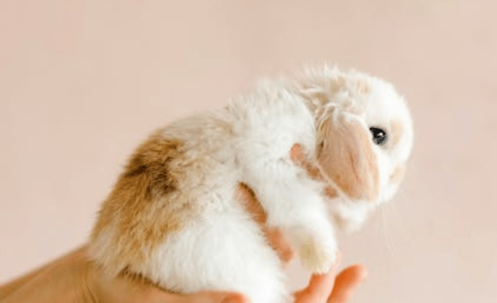 7 cutest baby animals in the world