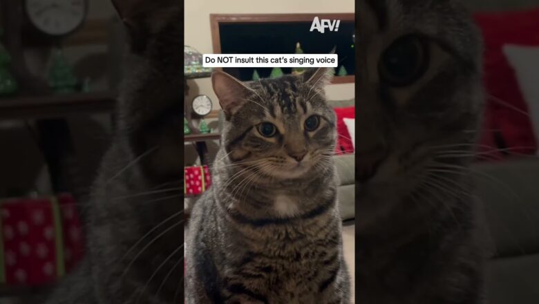 Do NOT insult this cat’s singing voice