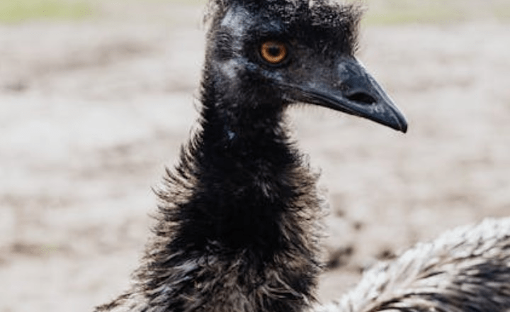 7 most dangerous birds for humans