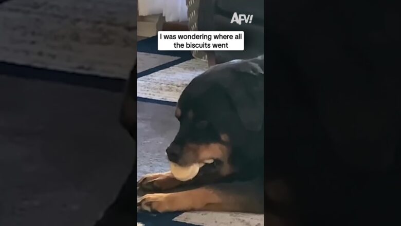 I was wondering where all the biscuits went