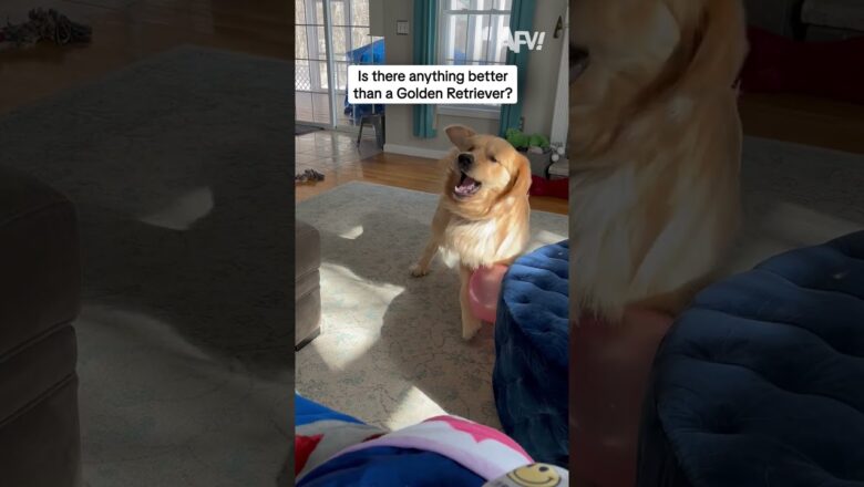 Is there anything better than a Golden Retriever?