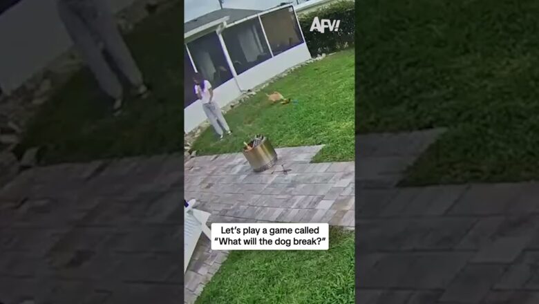 Let’s play a game called “What will the dog break?”