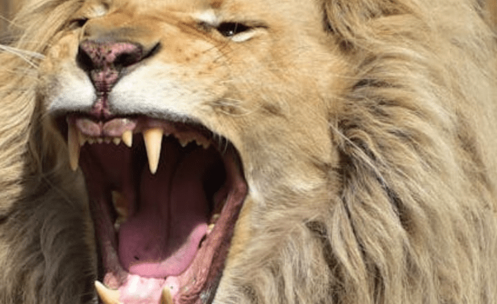 7 most dangerous animals in the world