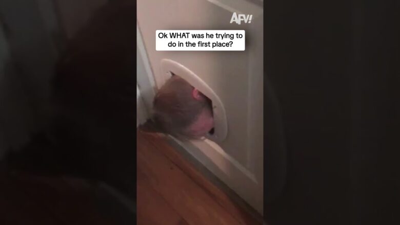 Ok WHAT was he trying to do in the first place?