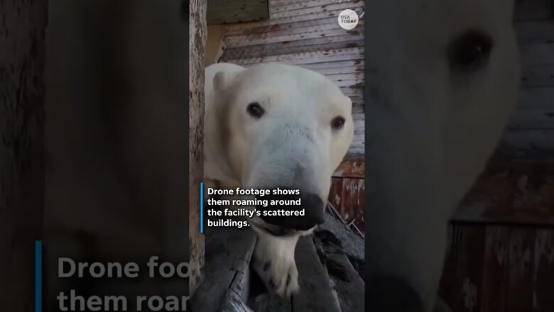 Polar bears take over Soviet-era research station #Shorts