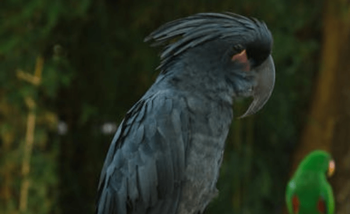 7 animals that can solve puzzles like humans