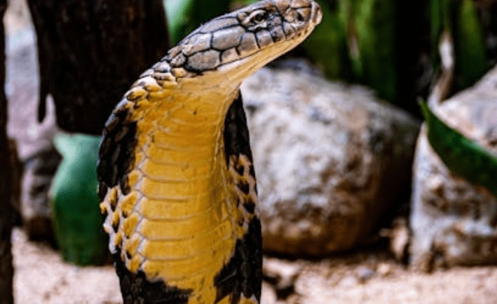 7 deadliest snakes in the world