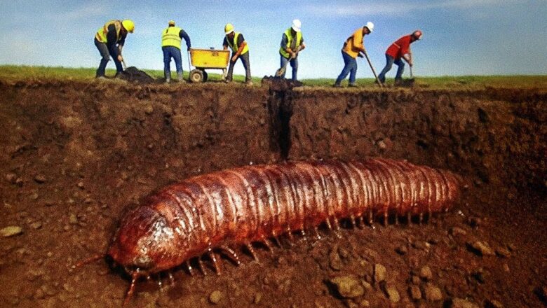 Scientists Found Fossils Of A Millipede The Size of a Car