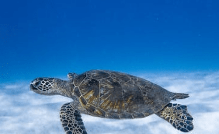 7 most beautiful sea animals in the world