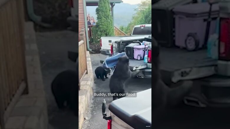 Shameless bear caught stealing food from truck bed, see video #Shorts