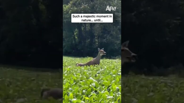 Such a majestic moment in nature… until…