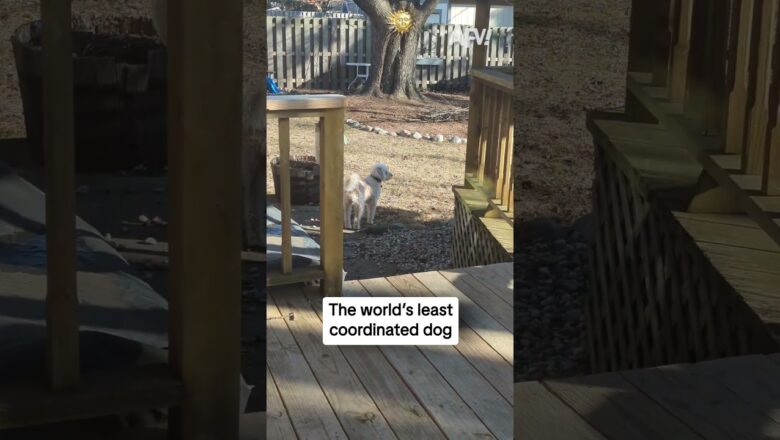 The world’s least coordinated dog
