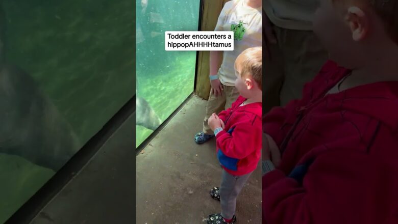 Toddler encounters a hippopAHHHHpotamus